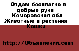 Отдам бесплатно в добрые руки! - Кемеровская обл. Животные и растения » Кошки   